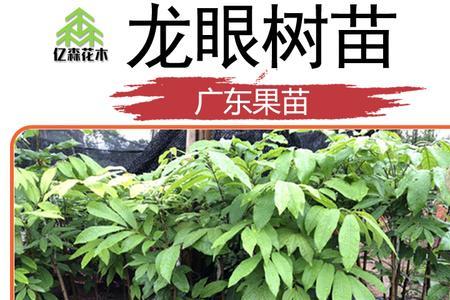 江西赣南适合种龙眼吗