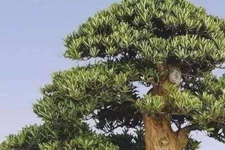 罗汉松在北京能过冬吗