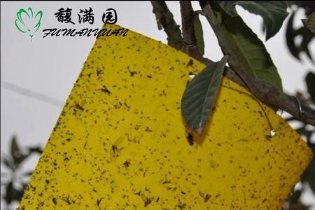 黄板能粘李小食心虫吗