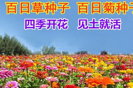 秋天种什么花籽春节时开花