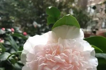 彩虹天使茶花开花多大