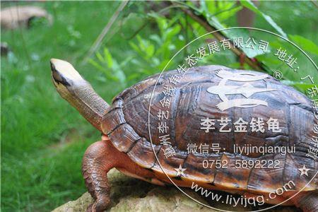 招财龟怎么冬眠