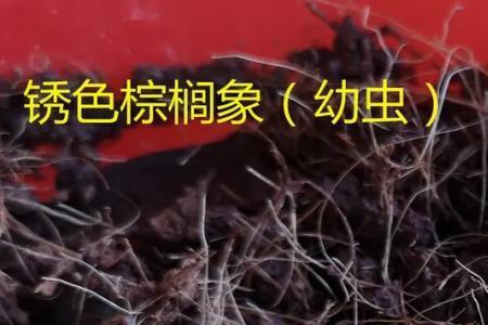 竹虫为什么禁养