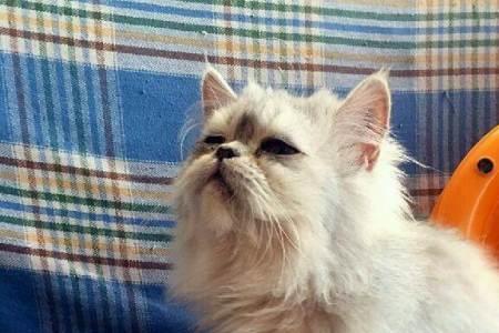 金吉拉可以跟橘猫配吗