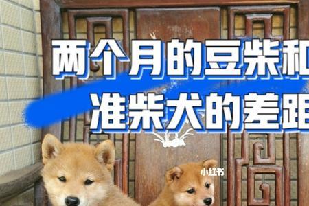 迷你柴犬和豆柴的区别