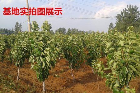李子树能嫁接樱桃吗