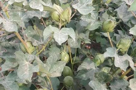 棉花几年结果