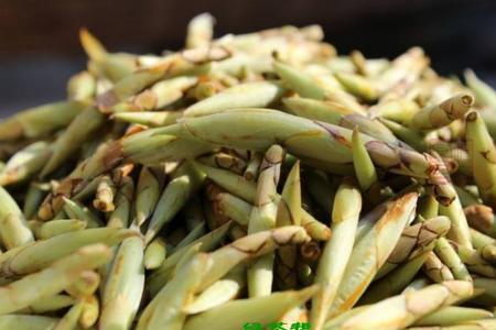 老鹰茶和苦丁茶的区别