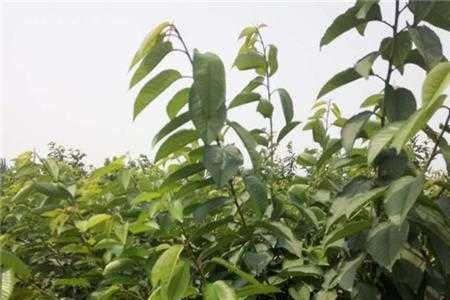 樱桃树属于深根植物吗