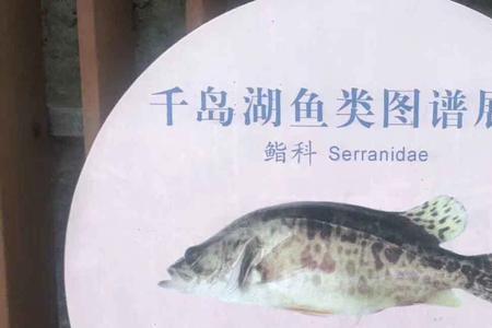 死水鱼塘路亚鳜鱼技巧