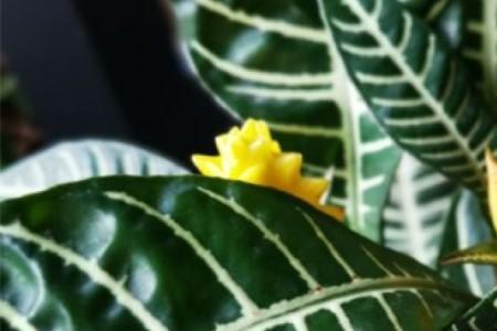 斑马花浇水浇多了怎么办