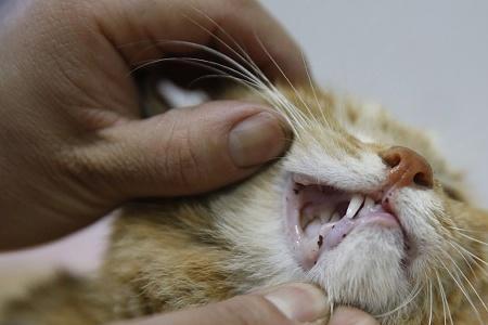 猫咪鼻子怎么保持粉嫩