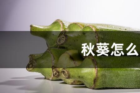 秋葵苗低于几度会冻死