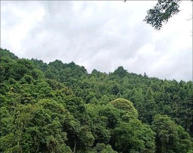 灌木林地能搞养殖吗