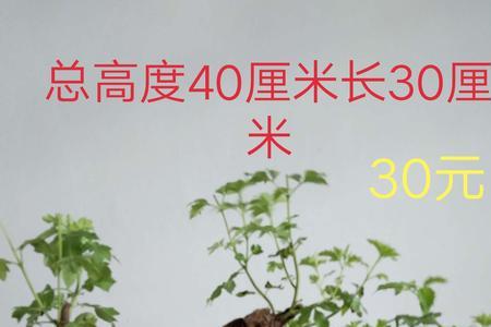 黄荆盆景什么季节翻盆