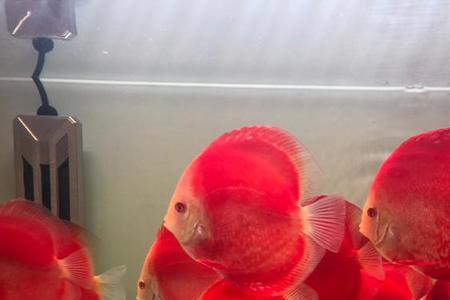 七彩红妃好养吗
