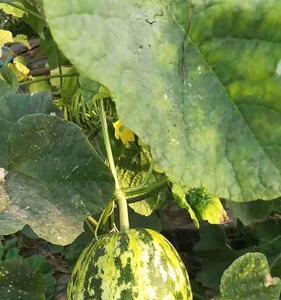 花蕾甜瓜露地种植技术