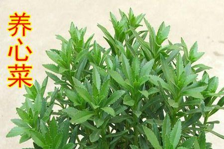 养心菜植物形态