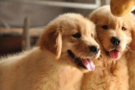 金毛幼犬40天应该怎么饲养