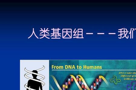 人类基因组有多大