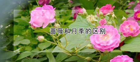 蔷薇杆几月开花