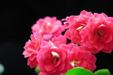 粉色和声竹芋冬天怎么养