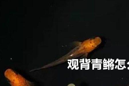 为什么很少有人养观背青鳉