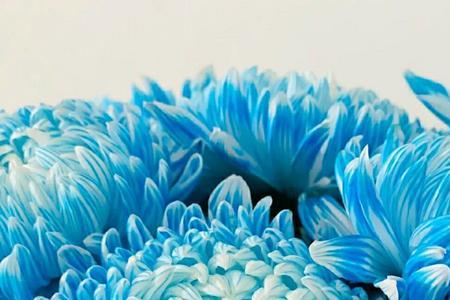 金背蓝菊花是真实存在的吗