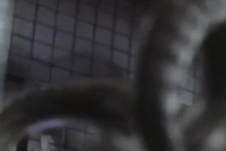 心怀鬼胎是什么动物