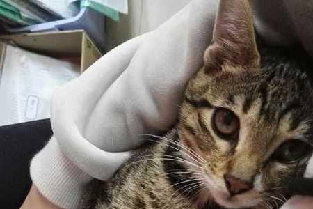 为什么狸花猫不会飞机耳