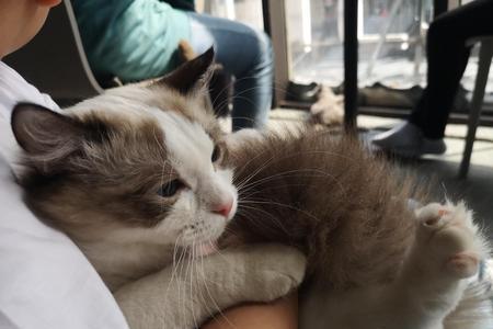 太原公交车能带猫吗