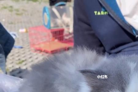 去宠物市场买猫带什么检测