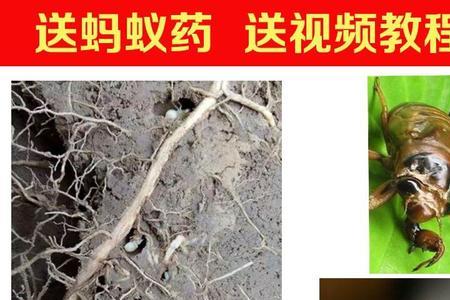 梨树养金蝉出蝉率高吗