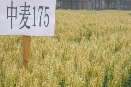 中杆小麦品种