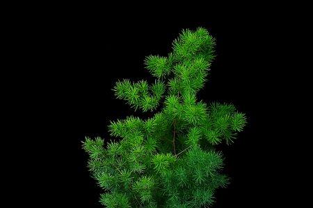 像松树一样的花卉是什么盆栽