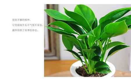 金钻能养几年