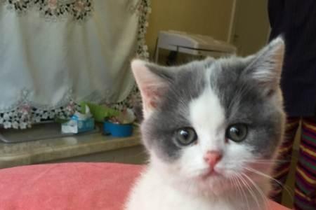 三个月的猫咪多大