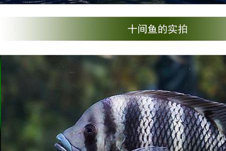 虎鱼和十间鱼哪个厉害
