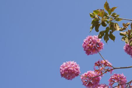 公园里的花粉得像什么