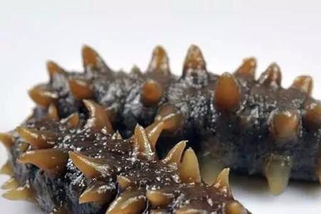 男朋友说海参什么意思