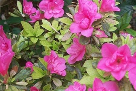 杜鹃花可以生吃吗