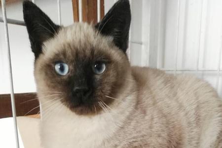 暹罗公猫最大多少斤