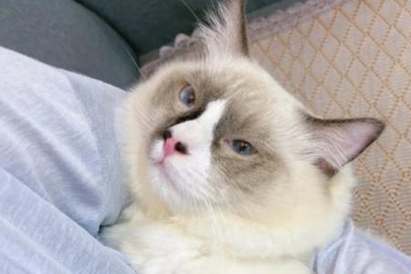 布偶猫为什么鼻子是灰的