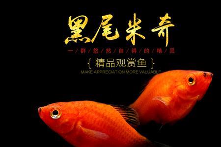 红玛丽鱼怎么分公母