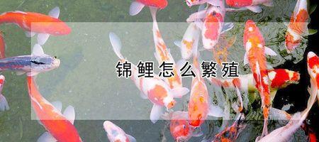 镜鲤可以自主繁殖吗