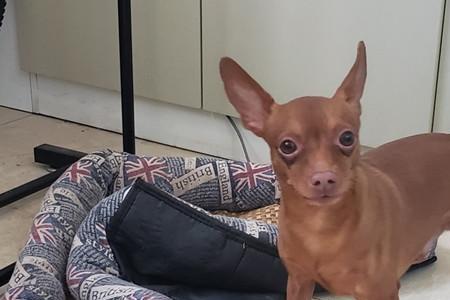 一个月左右的小鹿犬多重