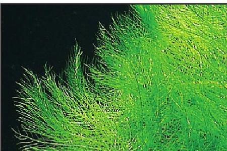 水生植物生长需要什么