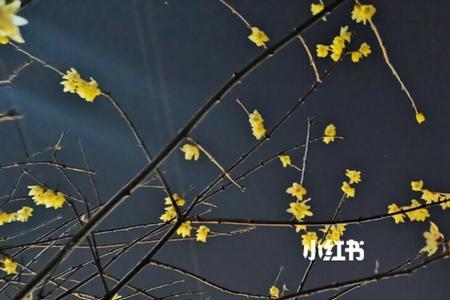 星星点灯是成语吗