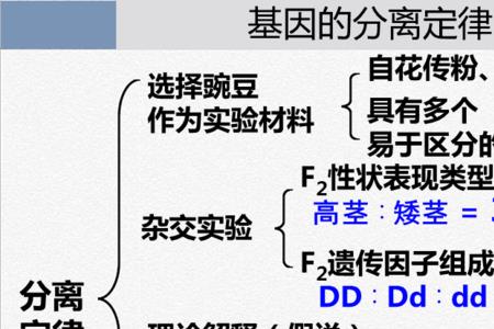 分离定律属于基因突变吗