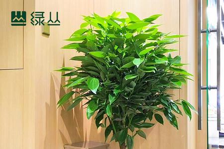 平安树北方什么时间购买好